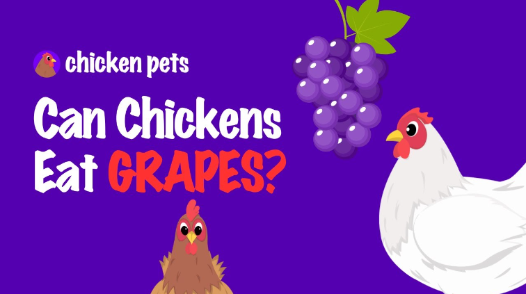 can chickens eat grapes